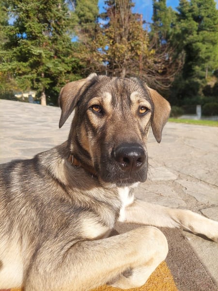 Cooper - gemütlich, freundlich und neugierig