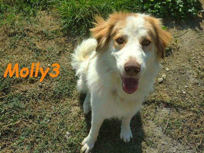 Molly3 geb. 05/2022 (GRC) - neugierige, aufgeschlossene und verschmuste hübsche Hündin!