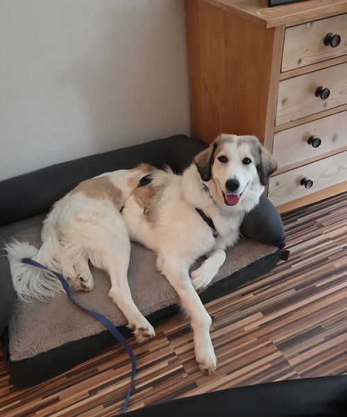 Wally, menschenbezogen, verspielt, sozial