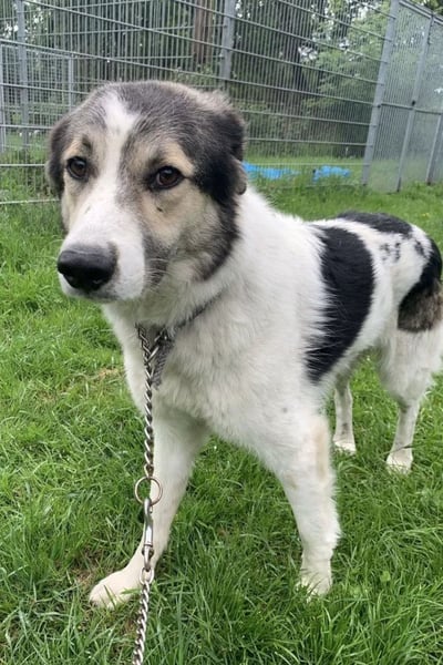 Olive ❤️ liebe Hündin sucht ihren Platz