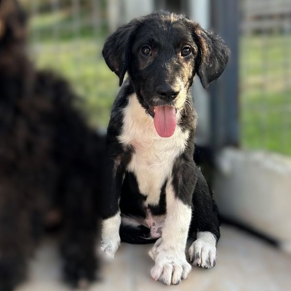 Barney2 geb. 02/2025 (GRC) - verschmuster und verspielter, charmanter Griechischer Hirtenhund Welpe!