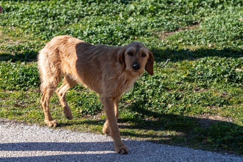Kelly – Griffon Mix: sanfte Hundeseele sucht dringend ein Zuhause voller Liebe
