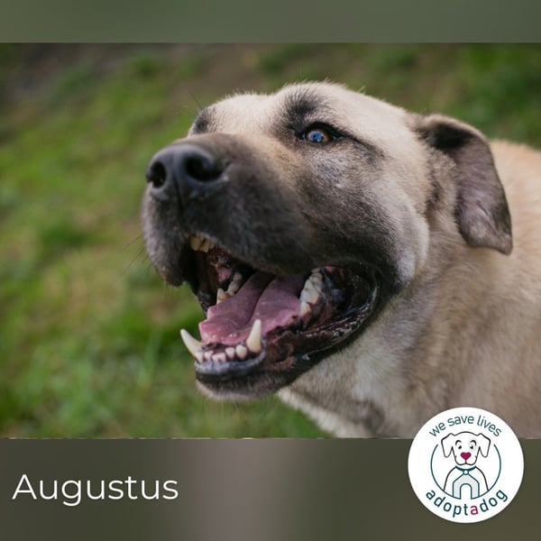 Augustus: Sucht ein Zuhause