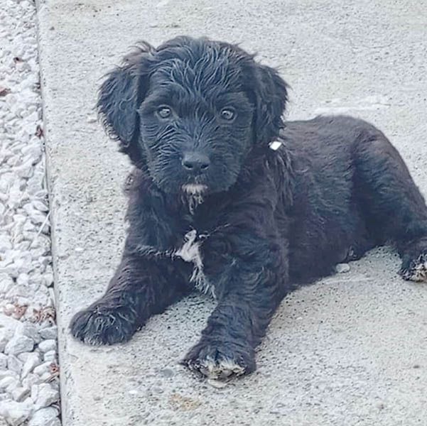 süßes TINO-Baby - 2 Monate, später 35cm - Havaneser-Pudel-Schnauzer-Mix