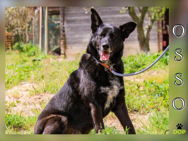 OSSO - ein geselliger und verspielter Senior