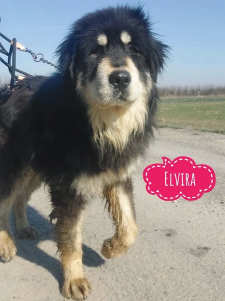 Elvira eine wunderschöne große Hündin