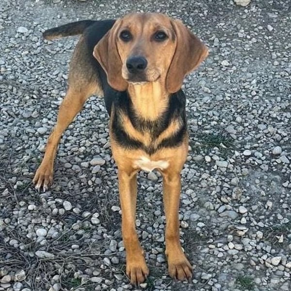 Venus - junge aufgeschlossene Hündin