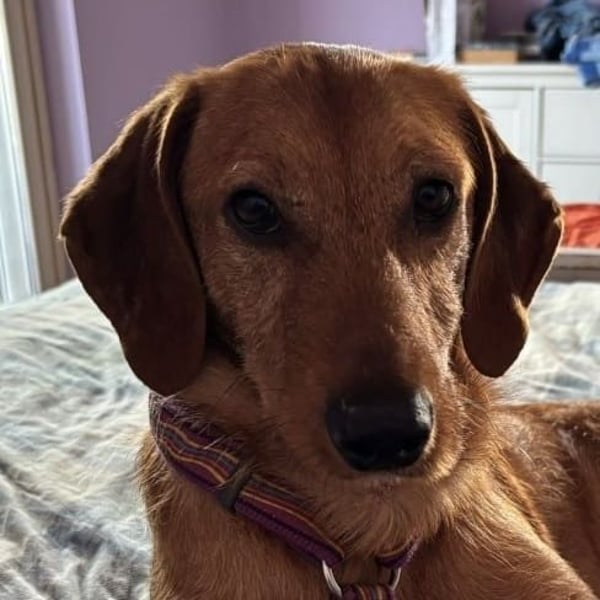 Mimmo - menschenbezogener, toller Bub