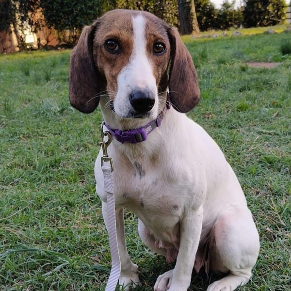 Bella - zarte, sanfte Traumhündin