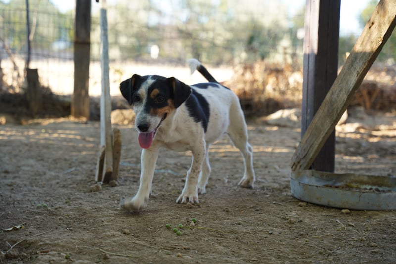 Ada