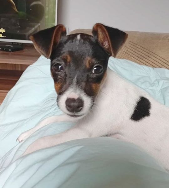 bezaubernde kleine NINA - 5-6 Monate, 18cm - Jack Russell
