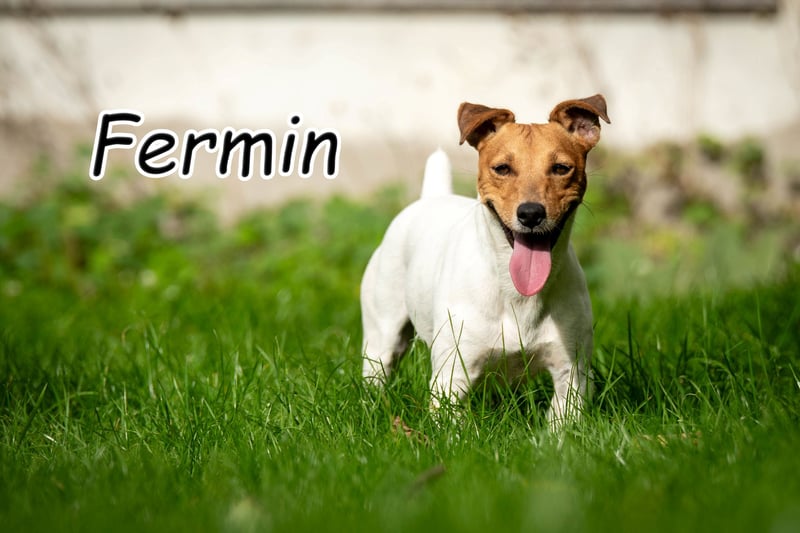 Wollen Sie Fermin kennenlernen?
