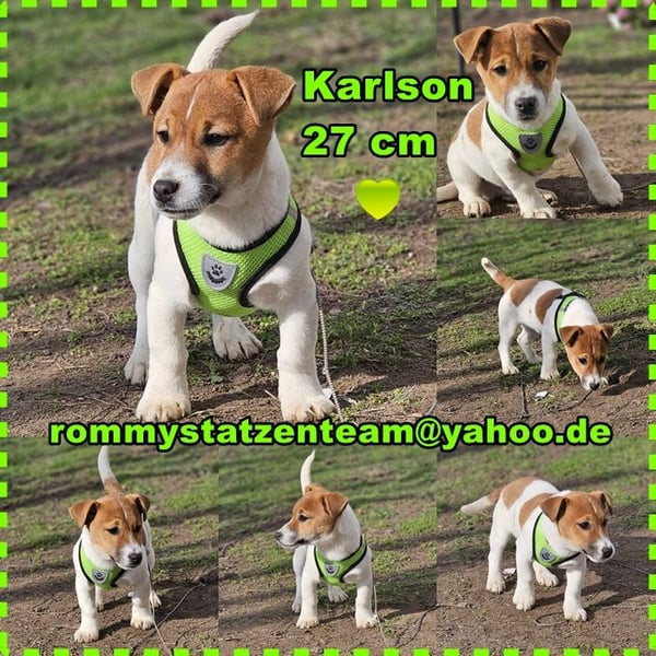 Karslson ist ein aufgeweckter Hundejunge