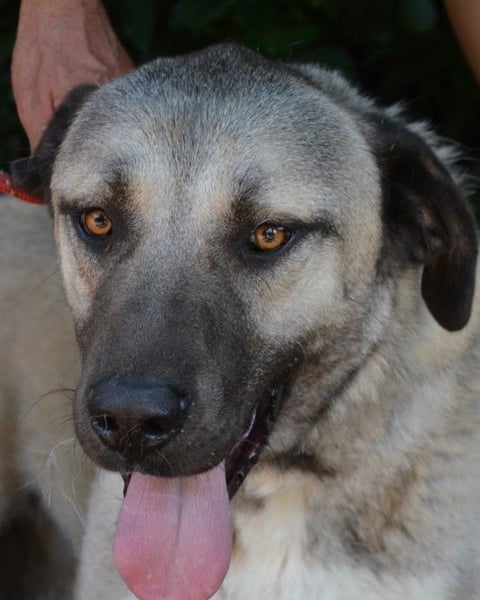 Thalles - An alle Kangal Fans: Obacht, hier kommt Thalles!