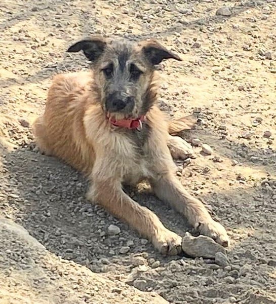 GOLFO sucht sensible Menschen