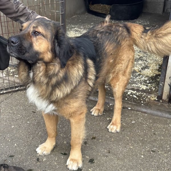 JEGOR - KAUKASEN-RÜDE SUCHT FAMILIE