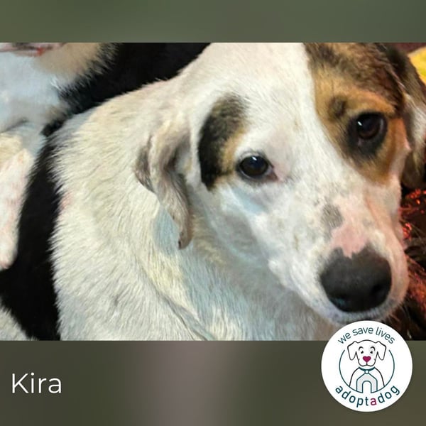 Kira sucht ein Zuhause