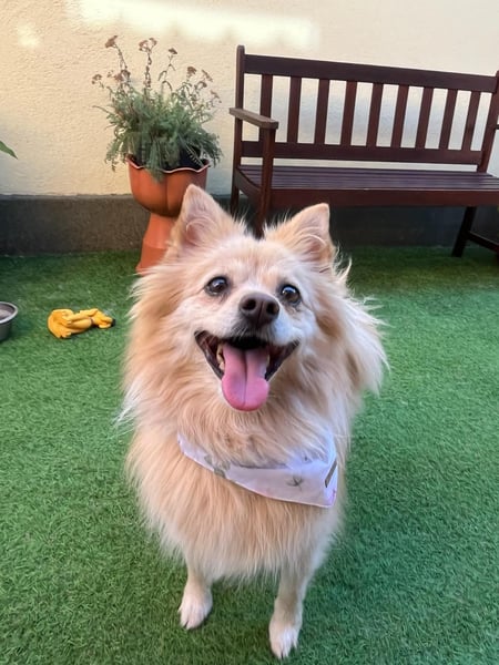 Verspielte Luna-SR sucht ihr Für-immer-Zuhause