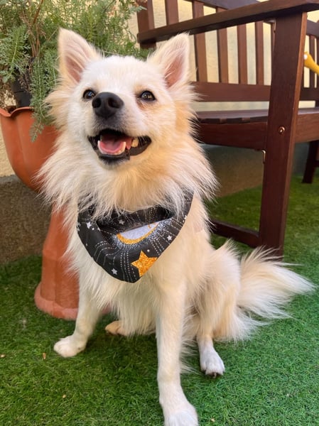 Fröhlicher Jeremy sucht seine Menschen fürs Leben