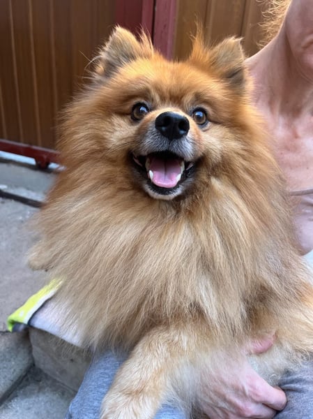 Benny-SR – fröhlicher kleiner Spitzmann sucht ein Zuhause