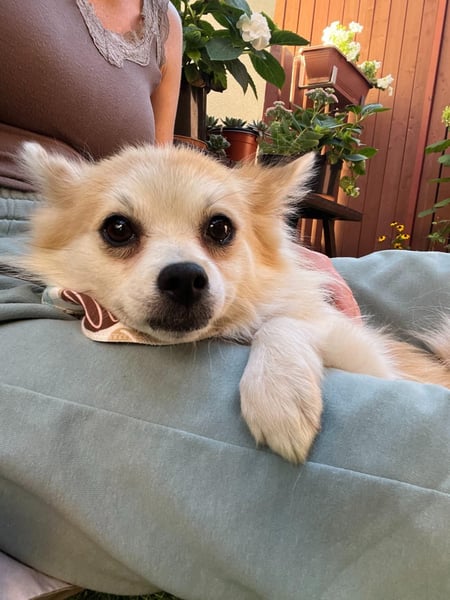 Elsie-SR – kleine Spitzdame mit großem Herz sucht Geborgenheit