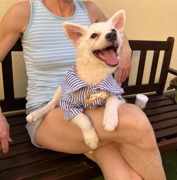 Eszkimo-SR- Kleiner Diamant auf vier Pfoten sucht seine Familie