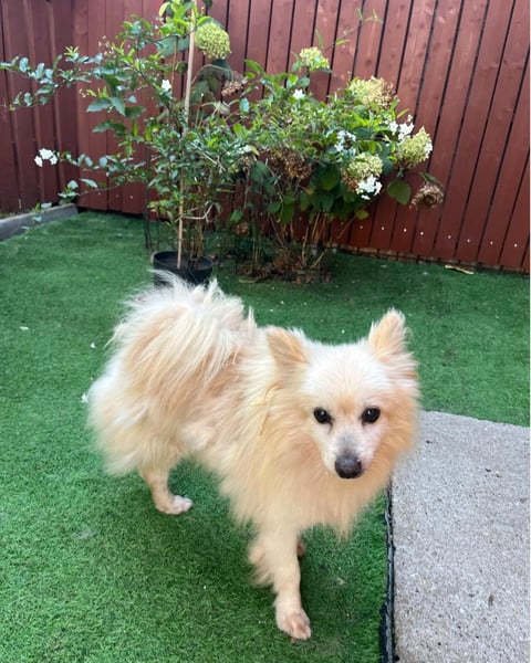 Lucky SR, freundlich, ruhig, entspannt