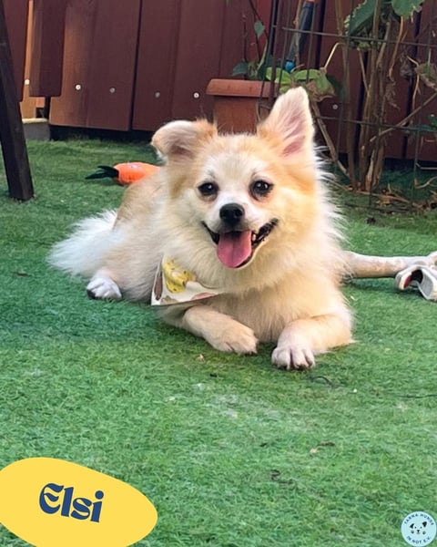 Elsi SR - verträglich, neugierig