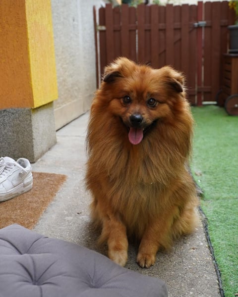 Balu SR - freundlich, verträglich