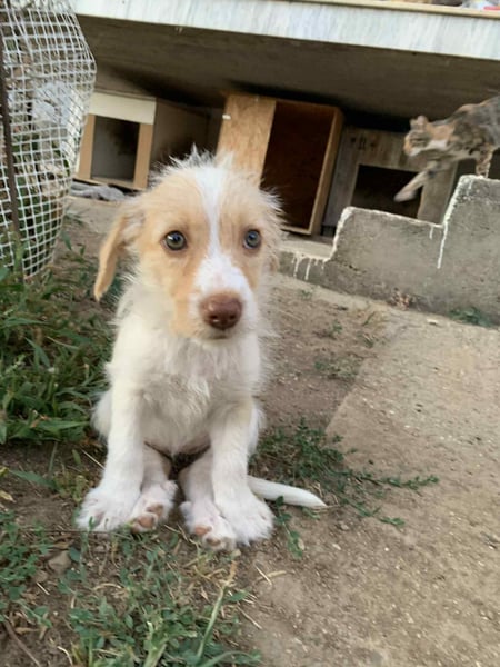 Sunny – kleines Hundemädchen sucht ihr Glück