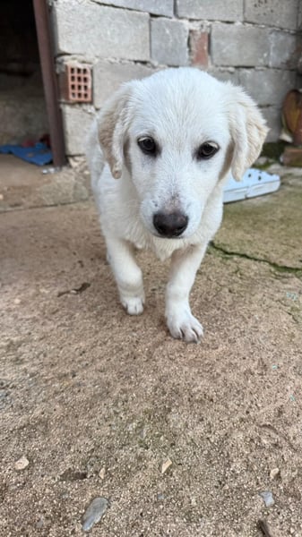 Yuki: Kokoni-Mix sucht Körbchen