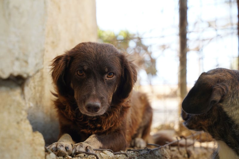 Moka - ruhiger Kokonimix sucht Zuhause