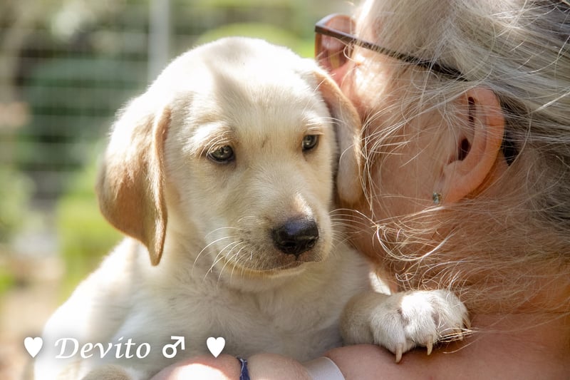 Devito, Casper, Lily und Dove  suchen ihre Familie ab Oktober
