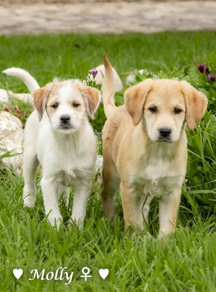Polly (reserviert)  und Molly suchen ein Zuhause