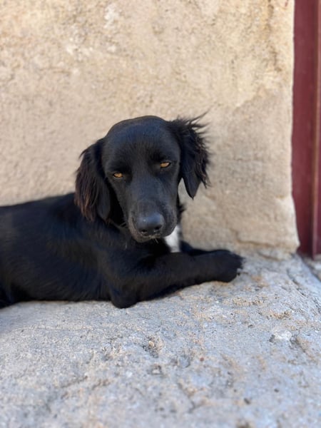 Junghund MORITZ will dein Herz erobern