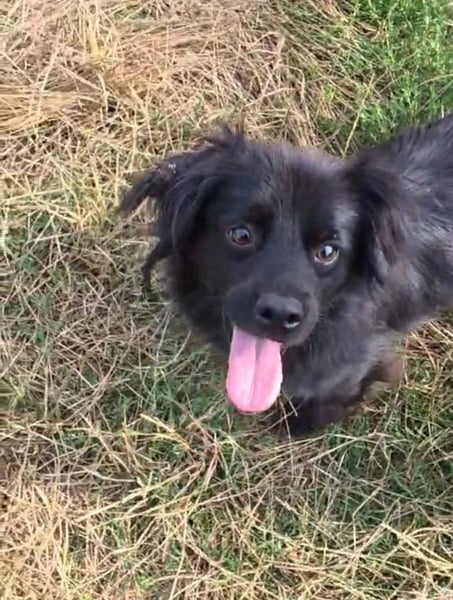 Blacky - herzensguter Schatz
