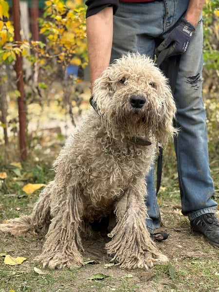 Zeya - wunderschöne Hundedame sucht erfahrene Leute!