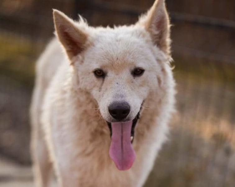 Oliver ❤️ neugierige, kuschlige Fellnase