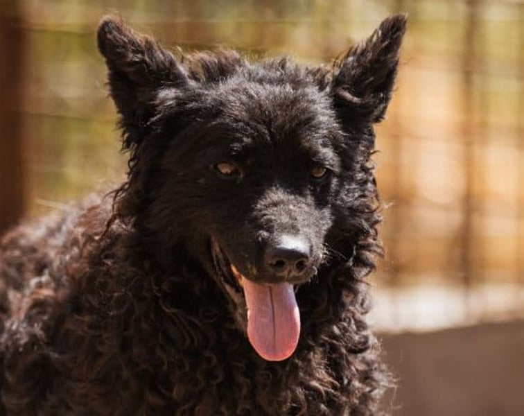 Bundo ❤️ sanfter, lieber, treuer Rüde sucht dich!