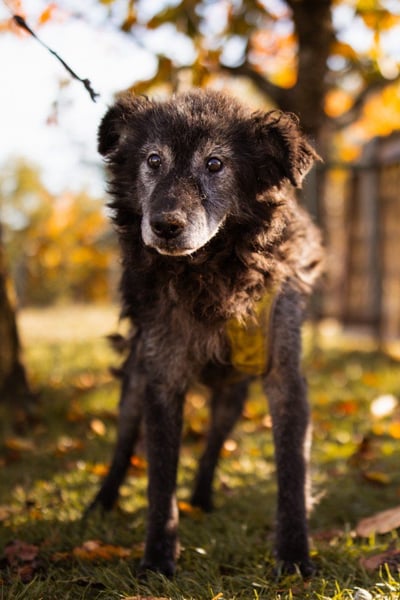 OldBoy ♥ Billy ♥ Senior sucht Treue & Liebe