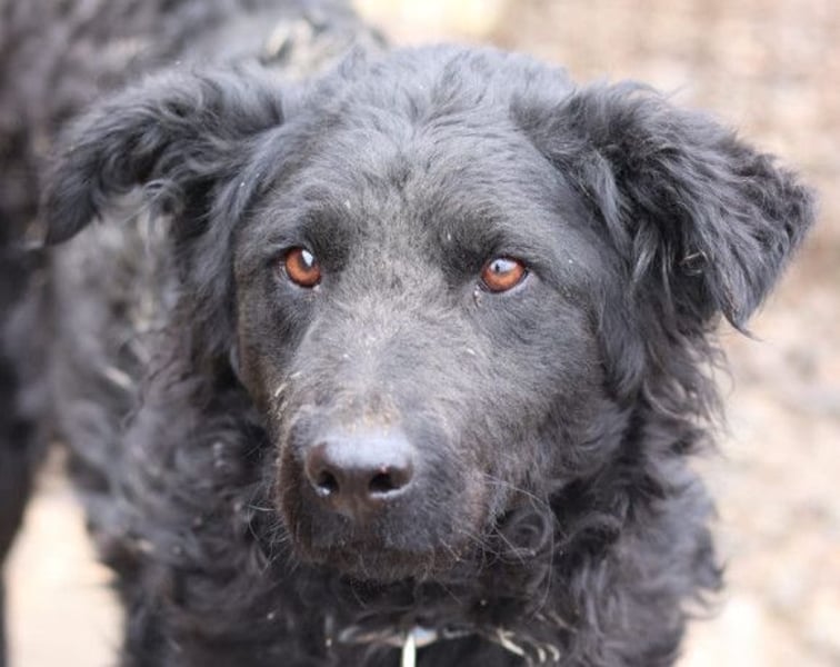 Missy ❤️ lebhafte, so treue Mix-Dame!