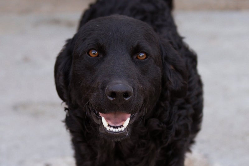 GONZALES❤️ liebenswerter, agiler und neugieriger Kroatischer Schäferhund-Mix