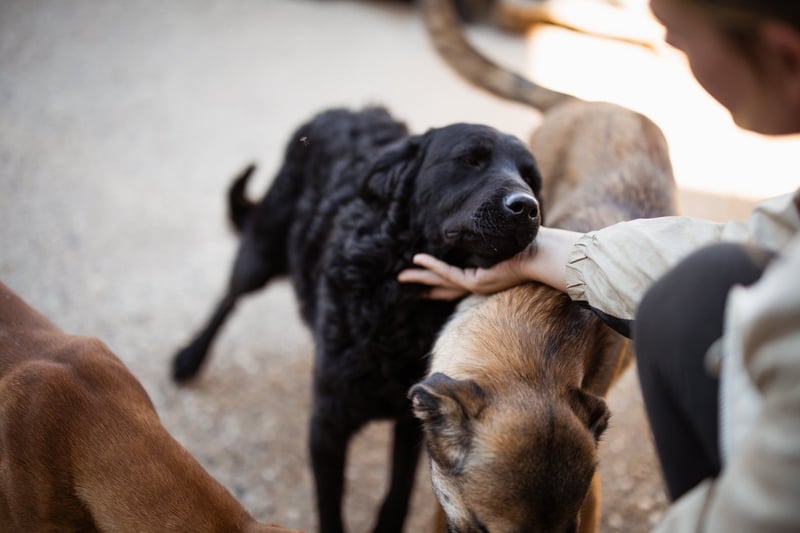 Kroat. Schäfi-Mix GONZALES❤️ super süßer Hundejunge mit tollem Charakter!