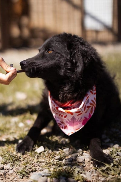 ZOA❤️Kroat. Schäferhund-Mix-Mädel voller purer Lebensfreude