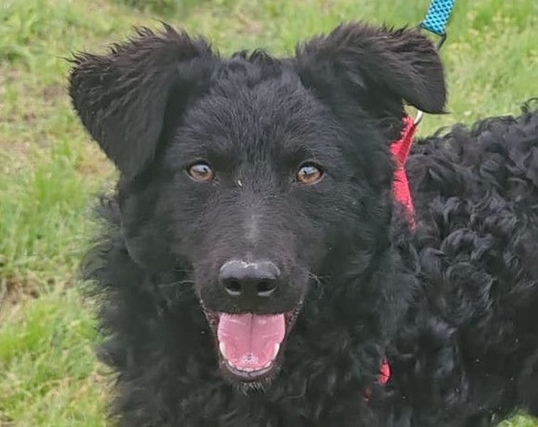 ZOA❤️Kroat. Schäferhund-Mix-Mädel voller purer Lebensfreude