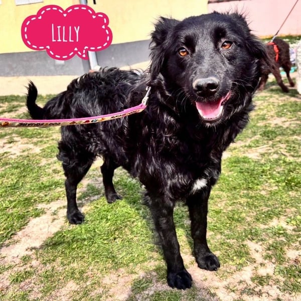 Lilly eine sanfte Seele