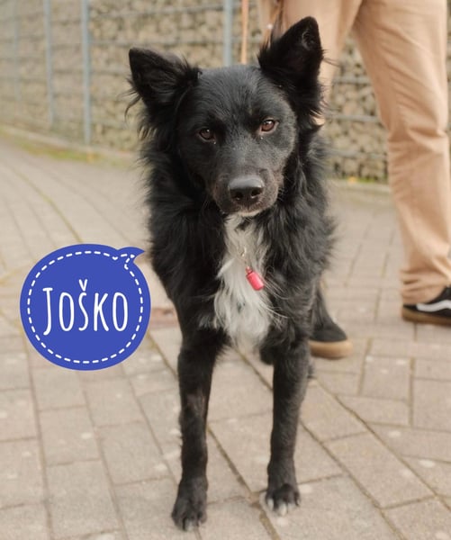 Traumhund Joško wartet in 58135 Hagen