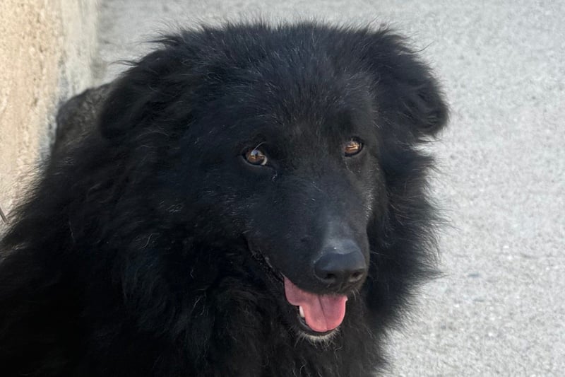 GORDI❤️liebes, verschmustes kroat. Schäferhund-Mix-Mädel