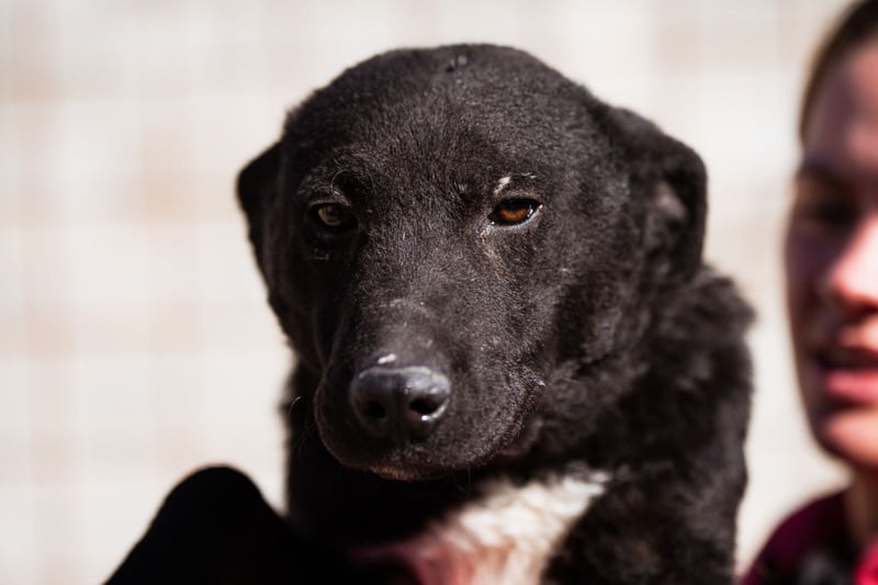 Felix ❤️ froher, süßer, aktiver Mix-Bub!