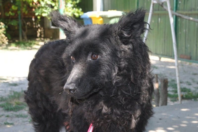 Juliska ❤ sanfte und liebe Hündin